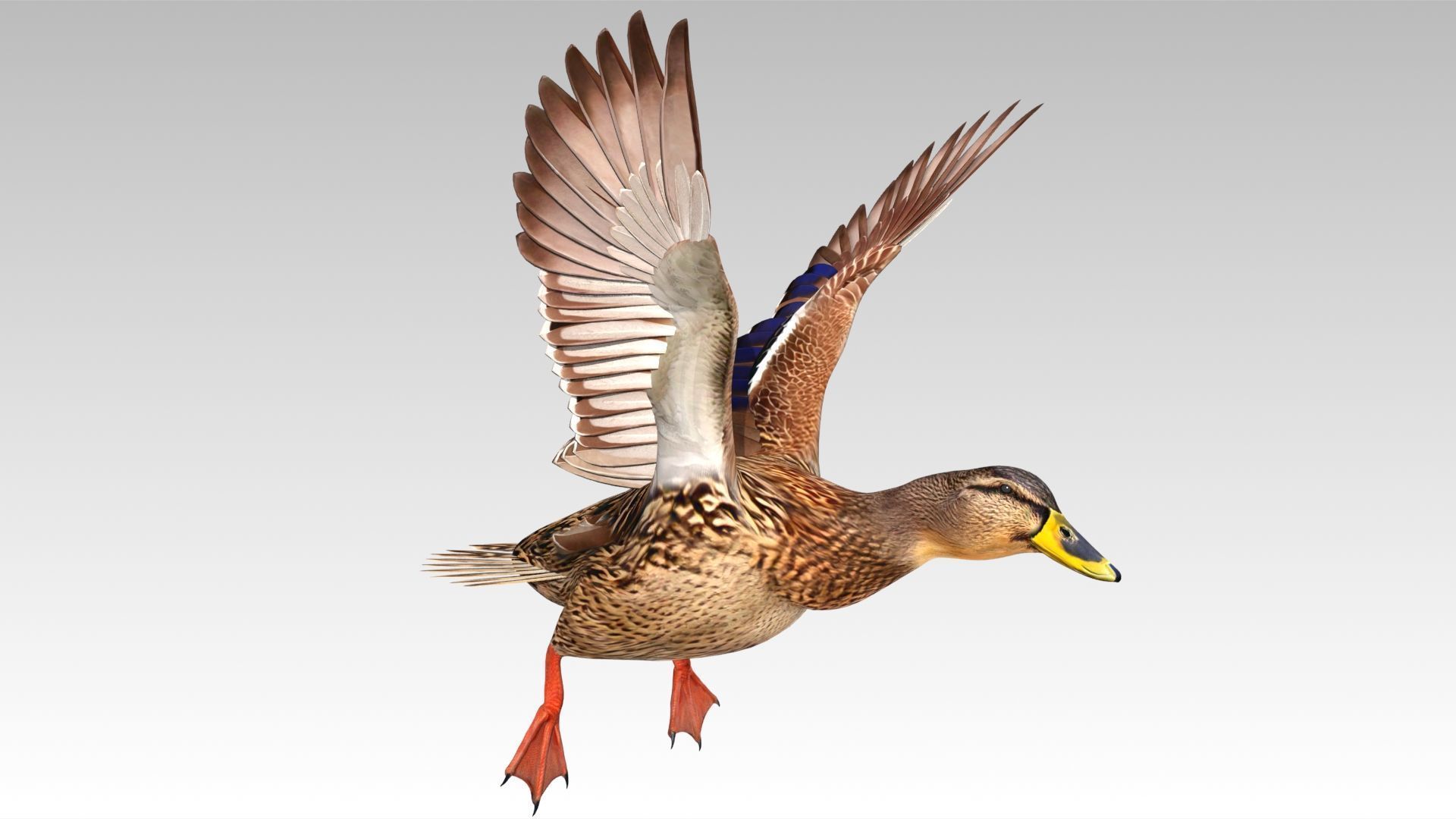 Mallard Duck Female Low-poly 3D model_9
