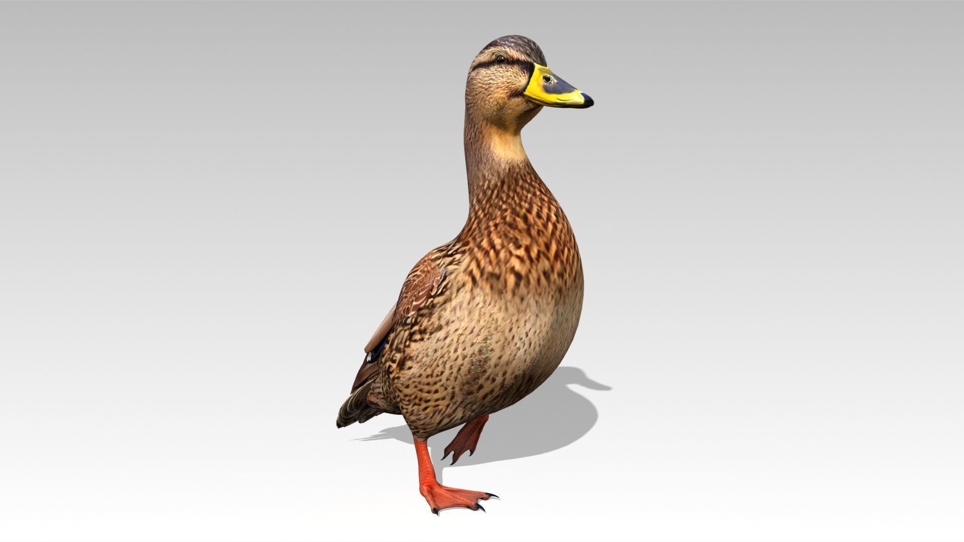 Mallard Duck Female Low-poly 3D model_5