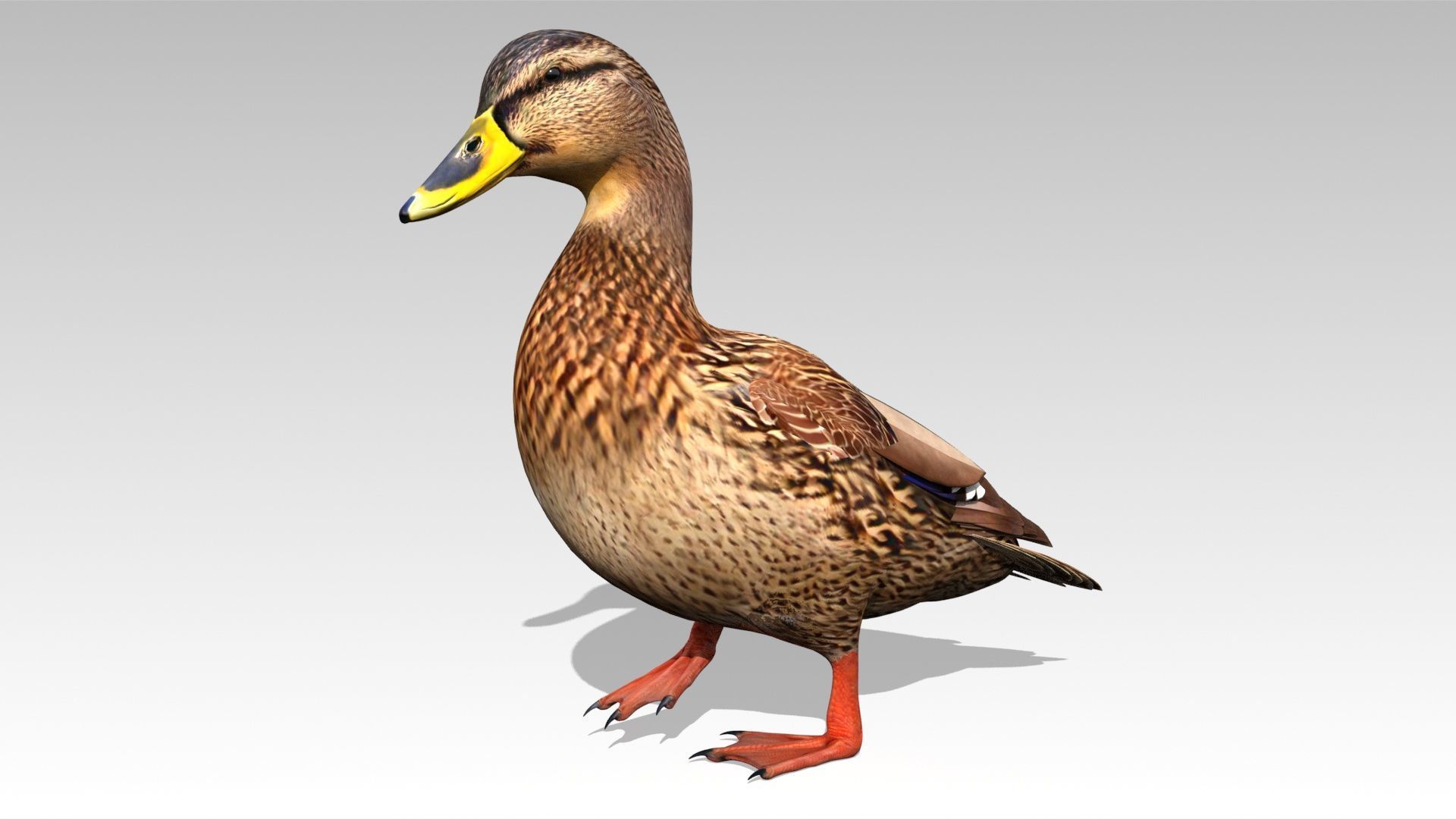 Mallard Duck Female Low-poly 3D model_6