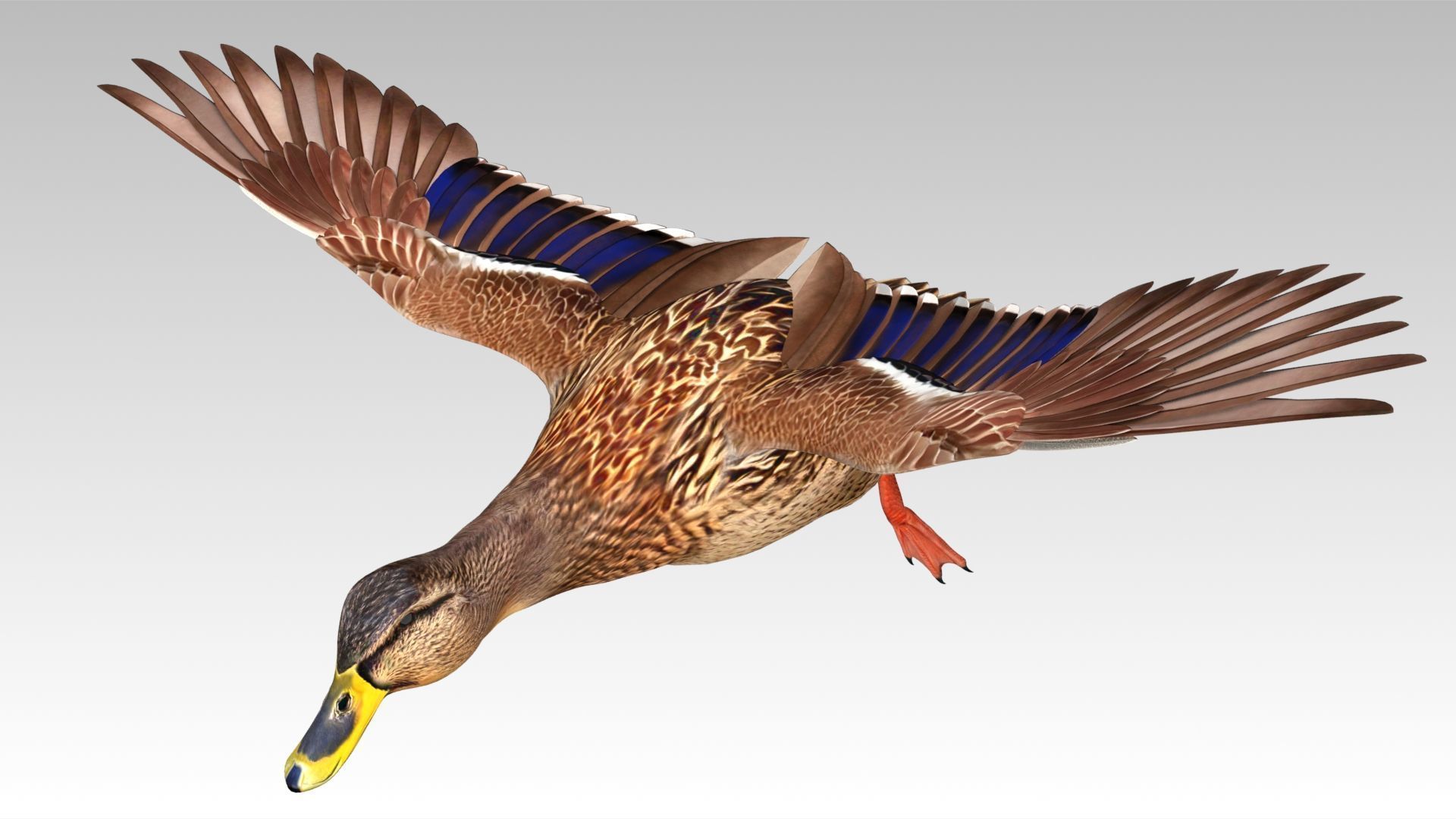 Mallard Duck Female Low-poly 3D model_11