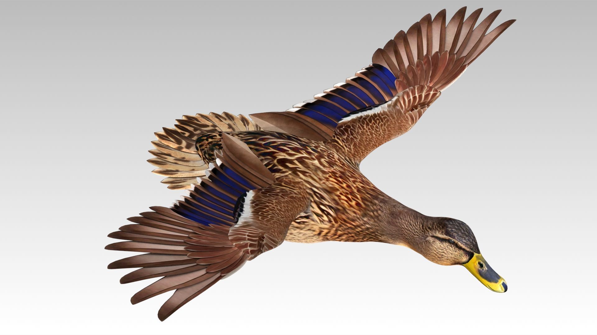 Mallard Duck Female Low-poly 3D model_12