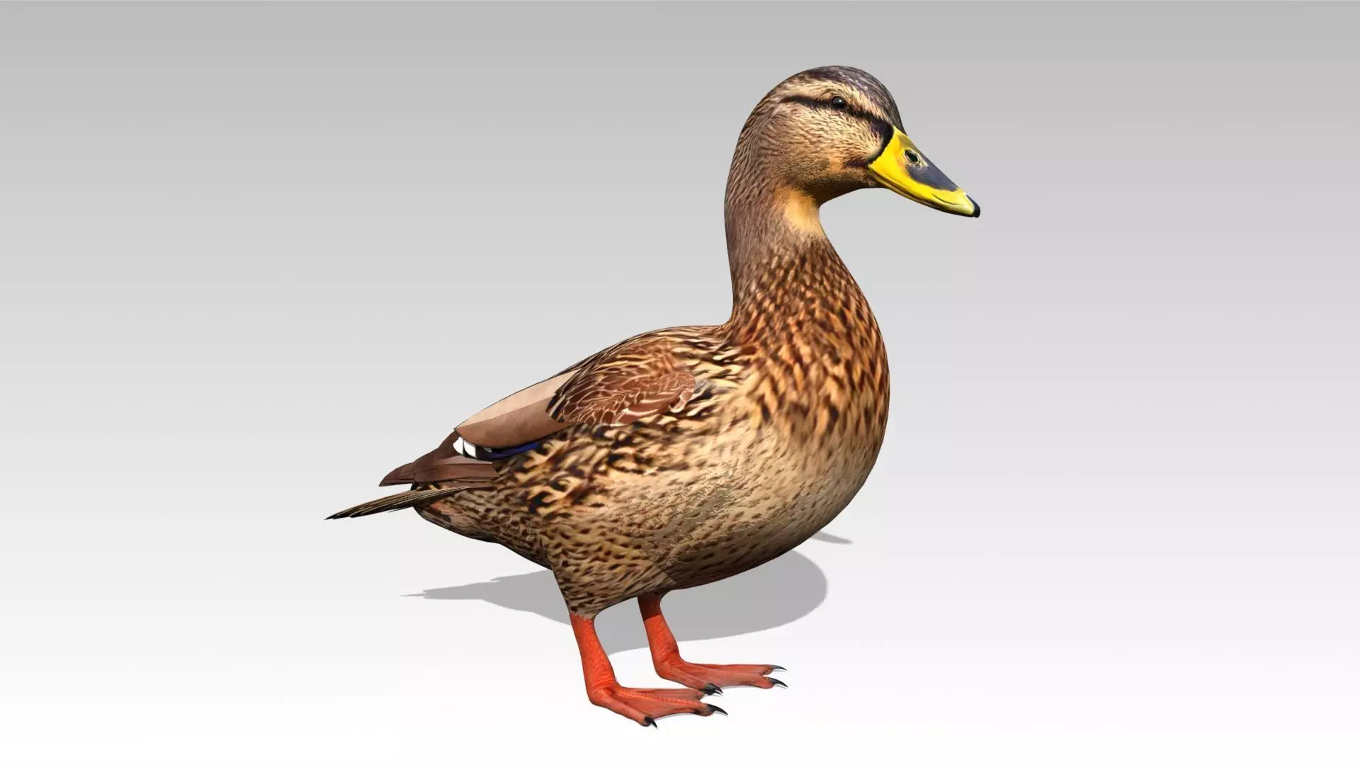Mallard Duck Female Low-poly 3D model_0