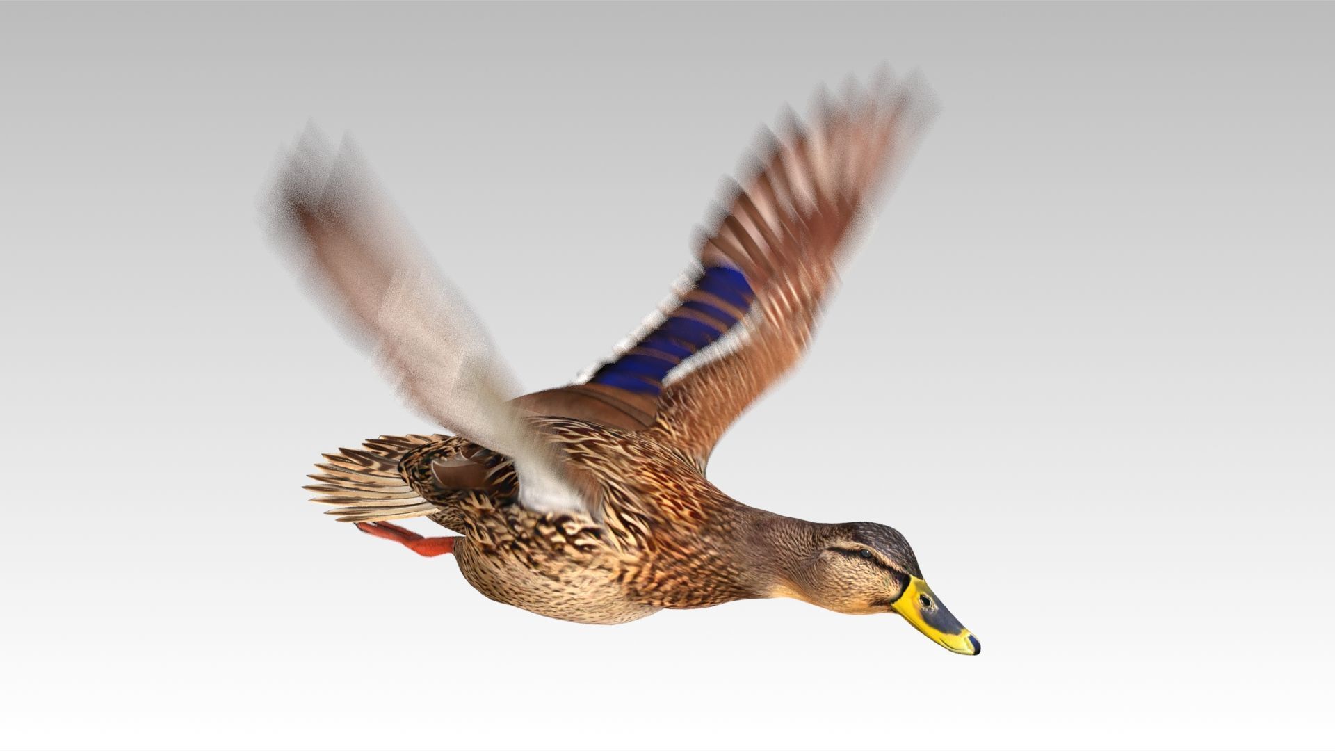 Mallard Duck Female Low-poly 3D model_14