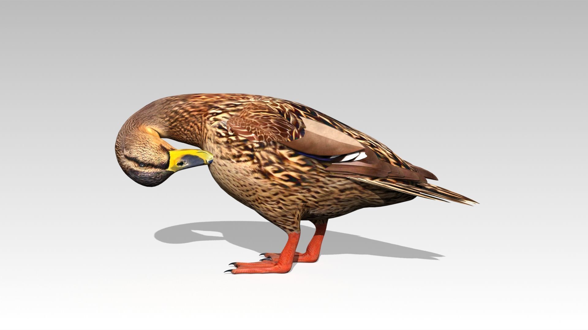 Mallard Duck Female Low-poly 3D model_2