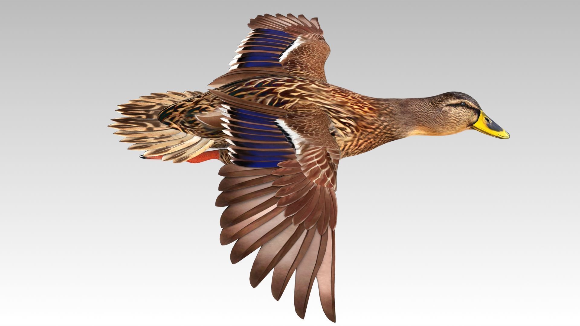 Mallard Duck Female Low-poly 3D model_7