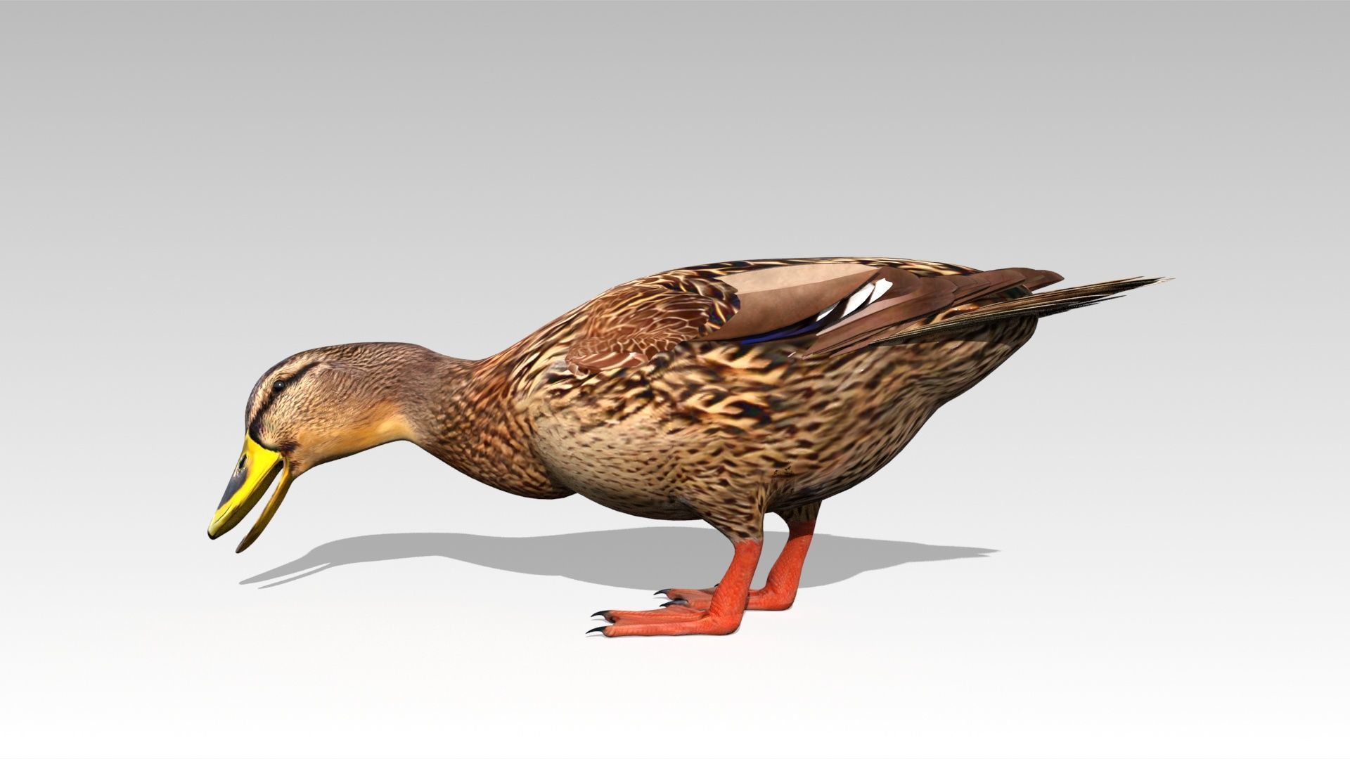 Mallard Duck Female Low-poly 3D model_3