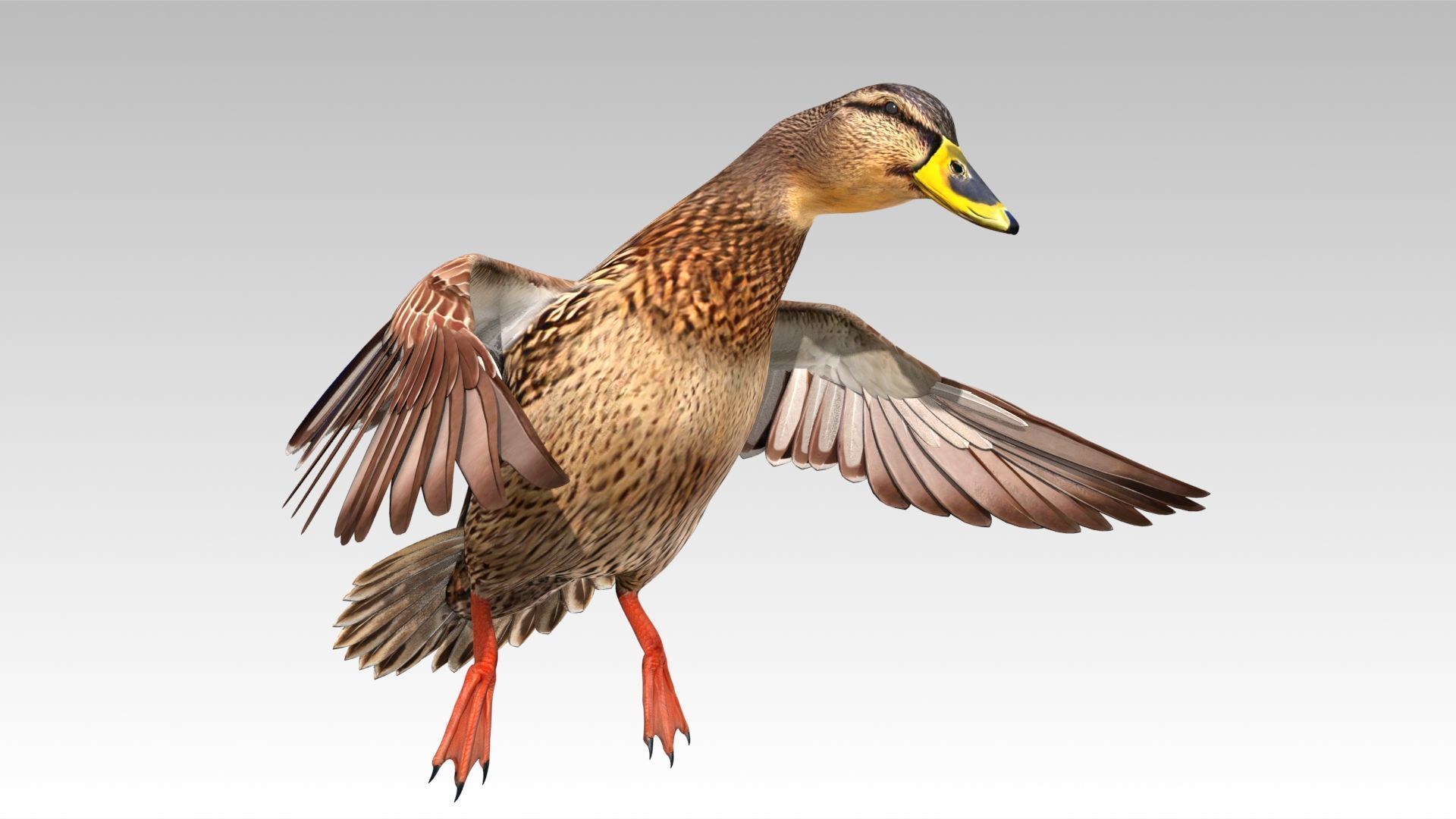 Mallard Duck Female Low-poly 3D model_10