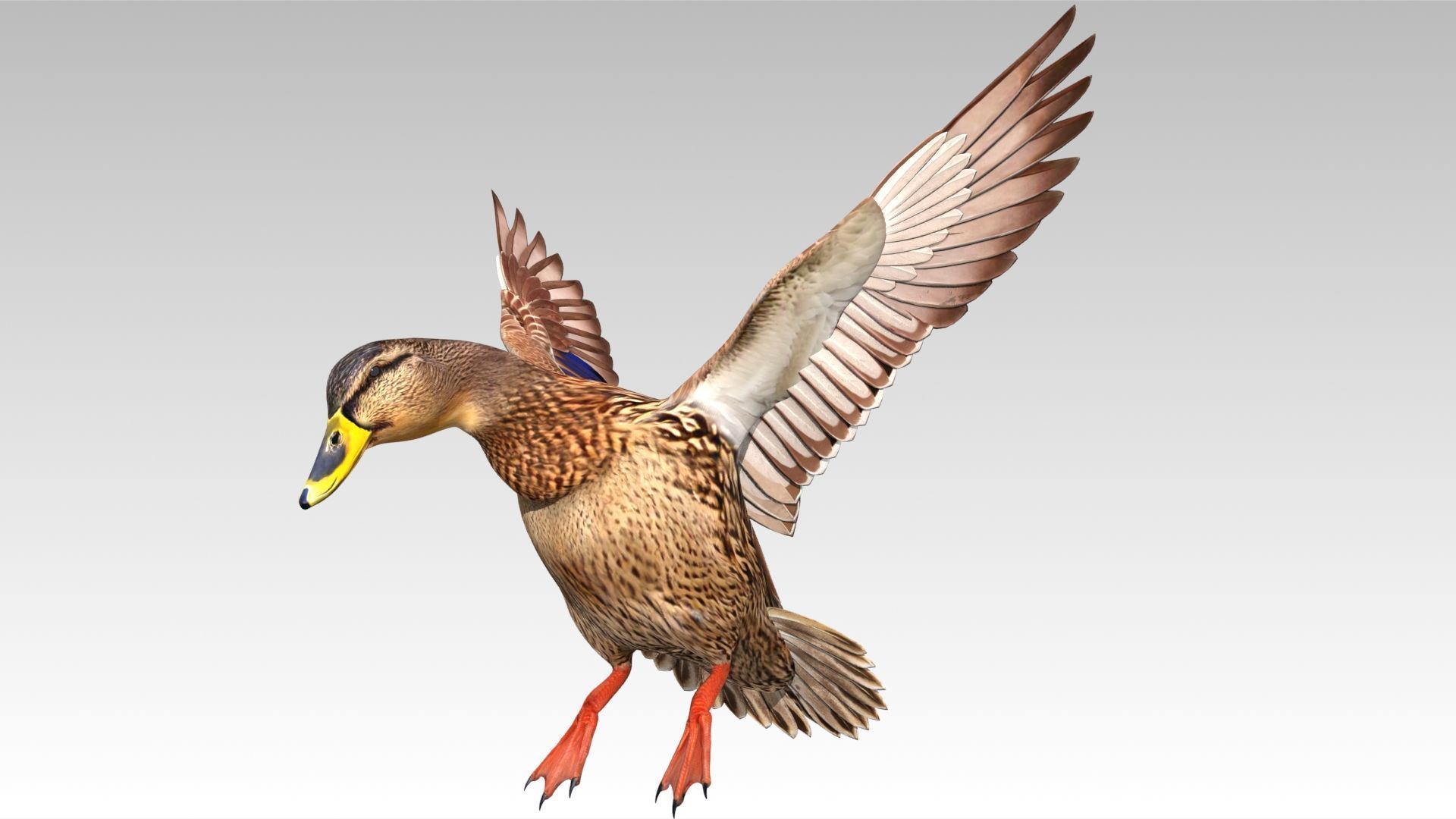 Mallard Duck Female Low-poly 3D model_8