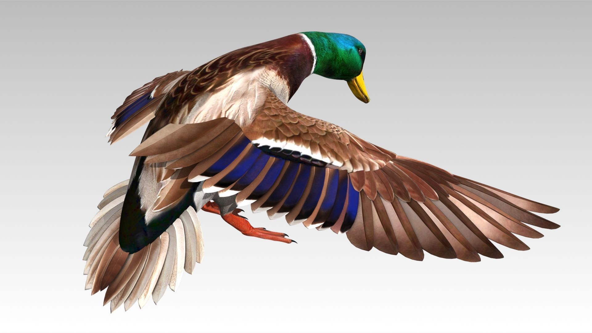 Mallard Duck Low-poly 3D model_13