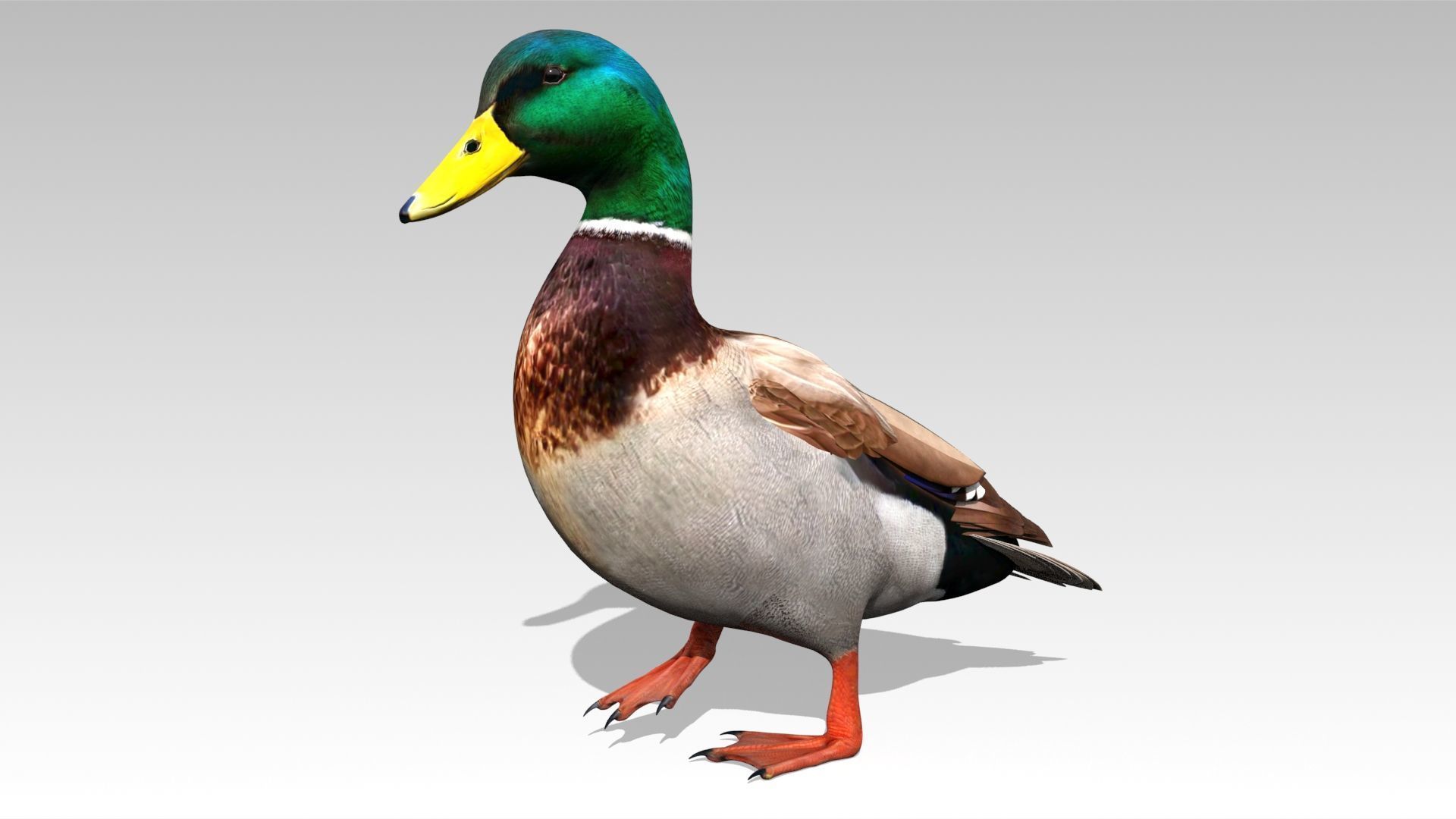 Mallard Duck Low-poly 3D model_6