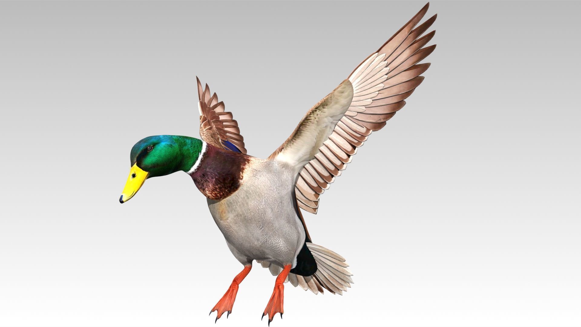Mallard Duck Low-poly 3D model_8