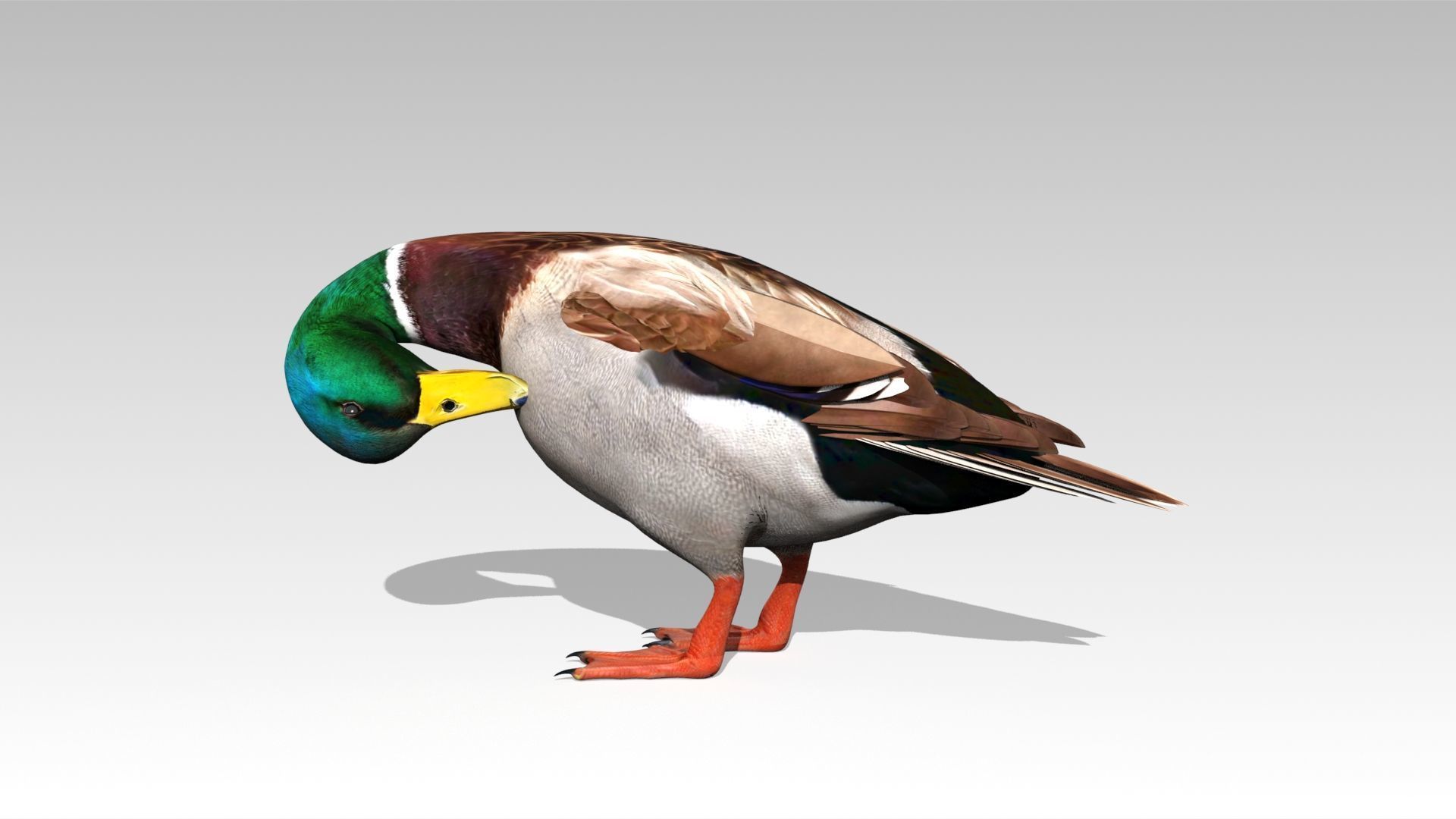 Mallard Duck Low-poly 3D model_2