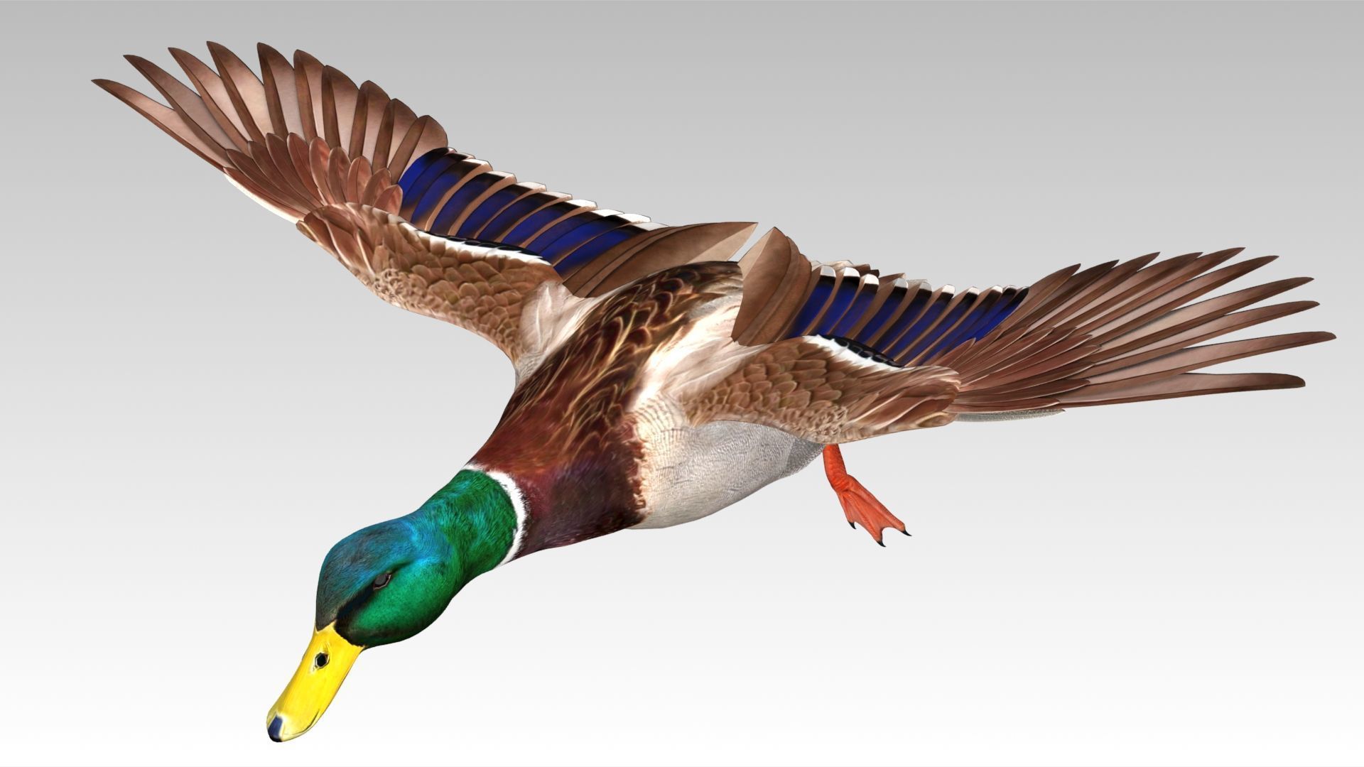 Mallard Duck Low-poly 3D model_11