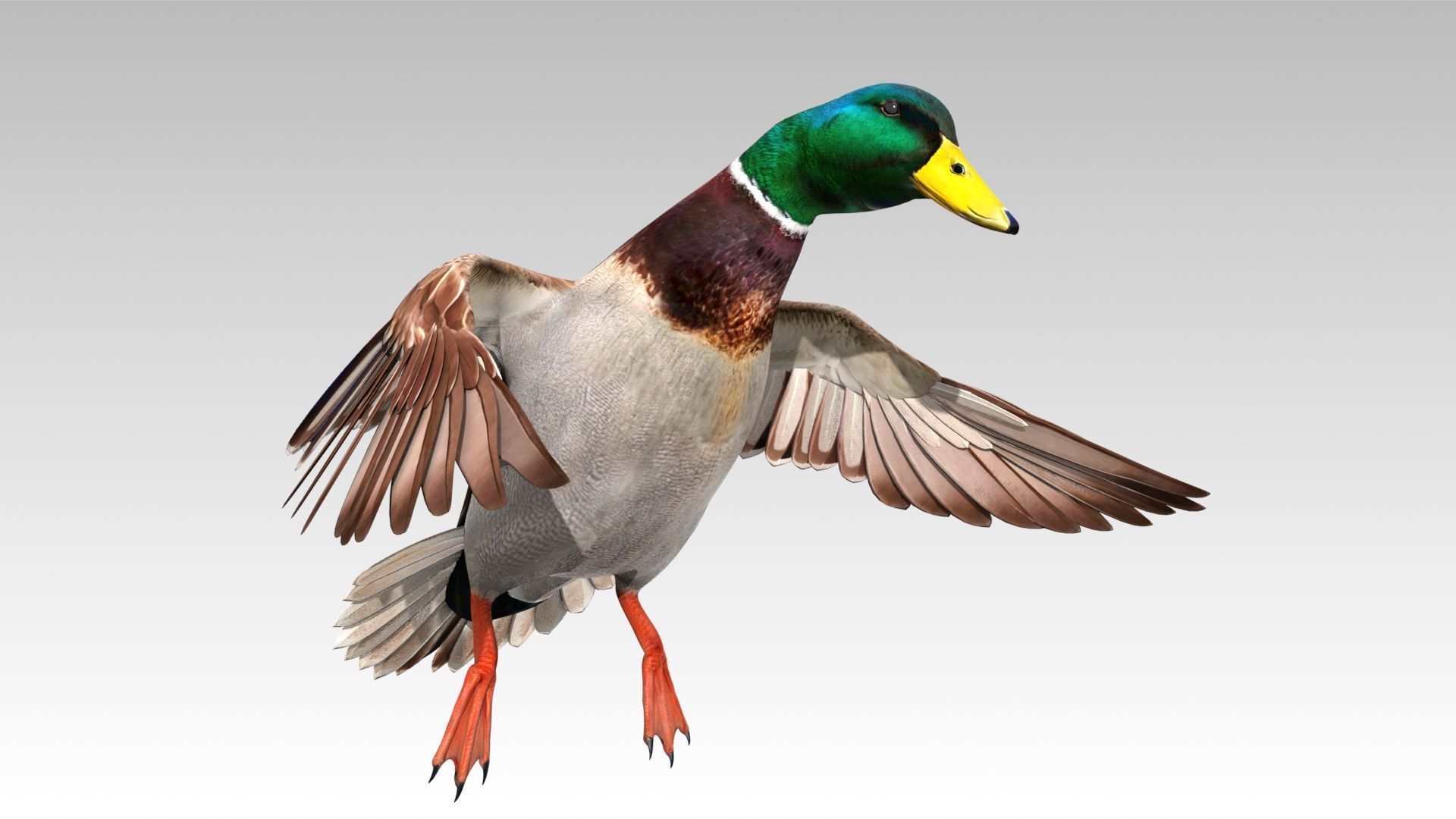 Mallard Duck Low-poly 3D model_10