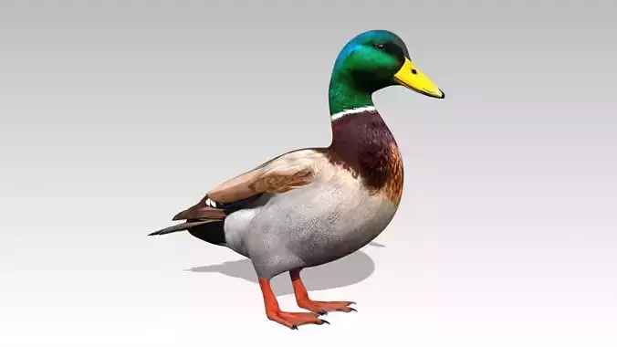 Mallard Duck Low-poly 3D model