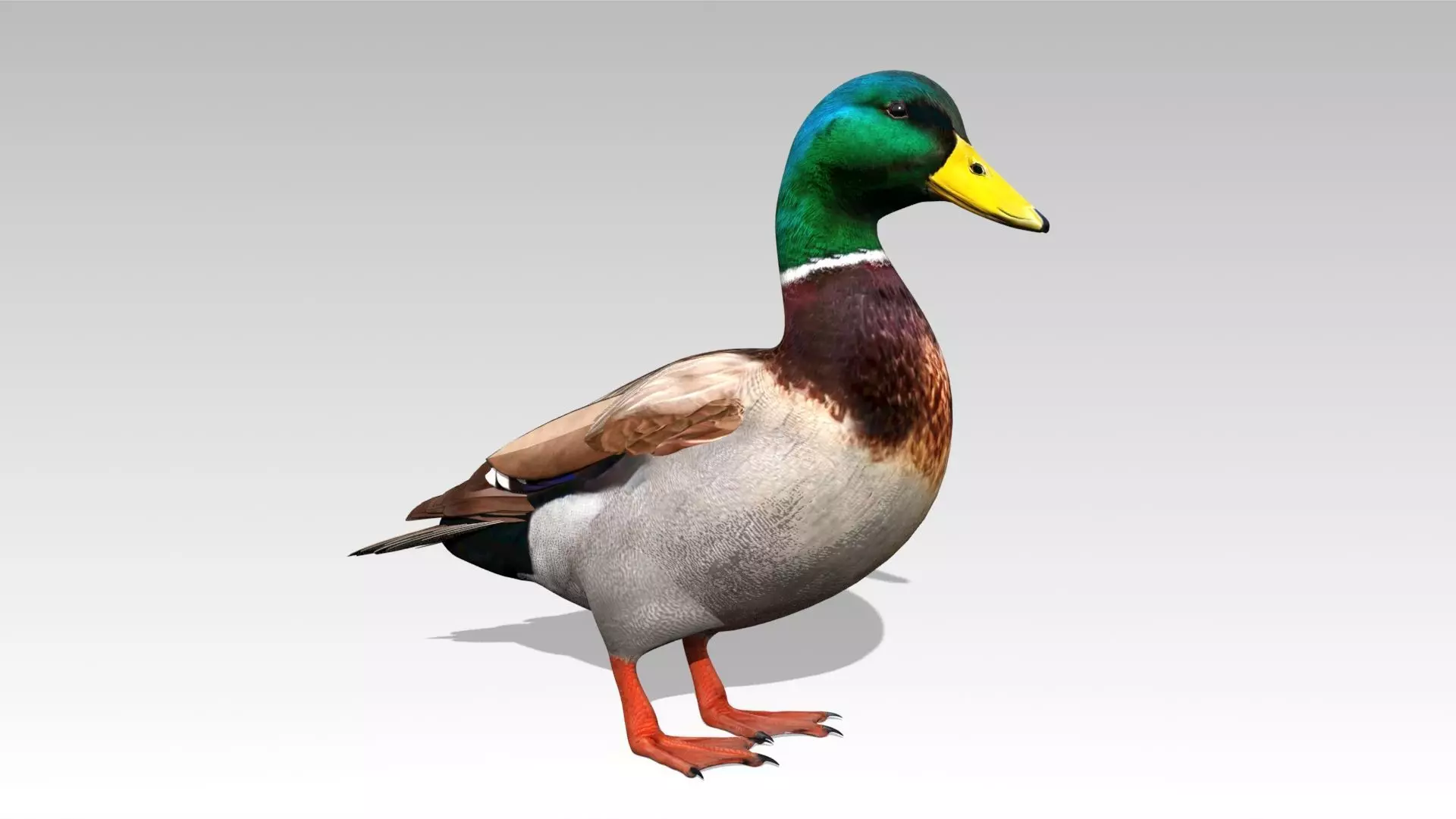 Mallard Duck Low-poly 3D model_0