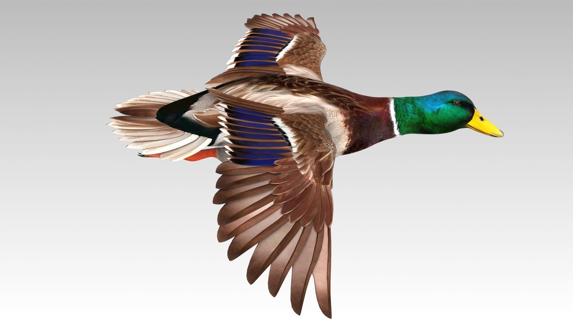 Mallard Duck Low-poly 3D model_7