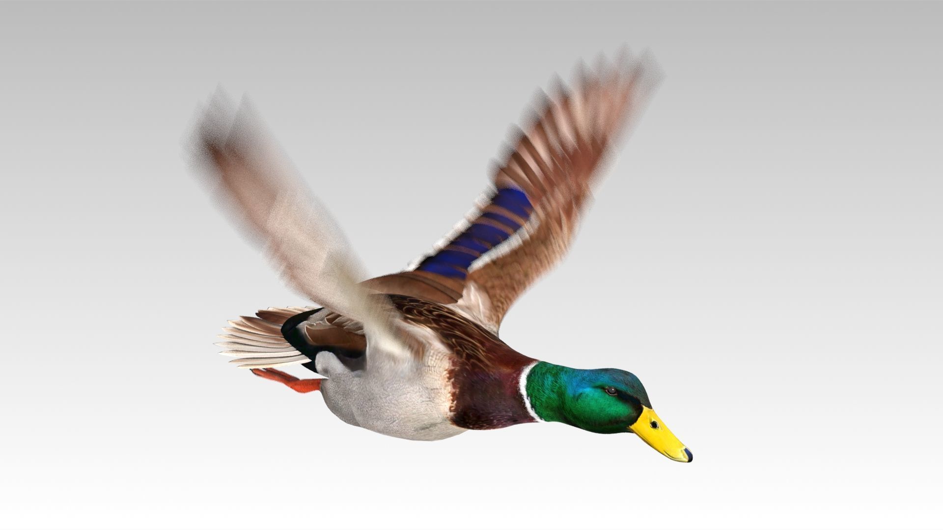 Mallard Duck Low-poly 3D model_14