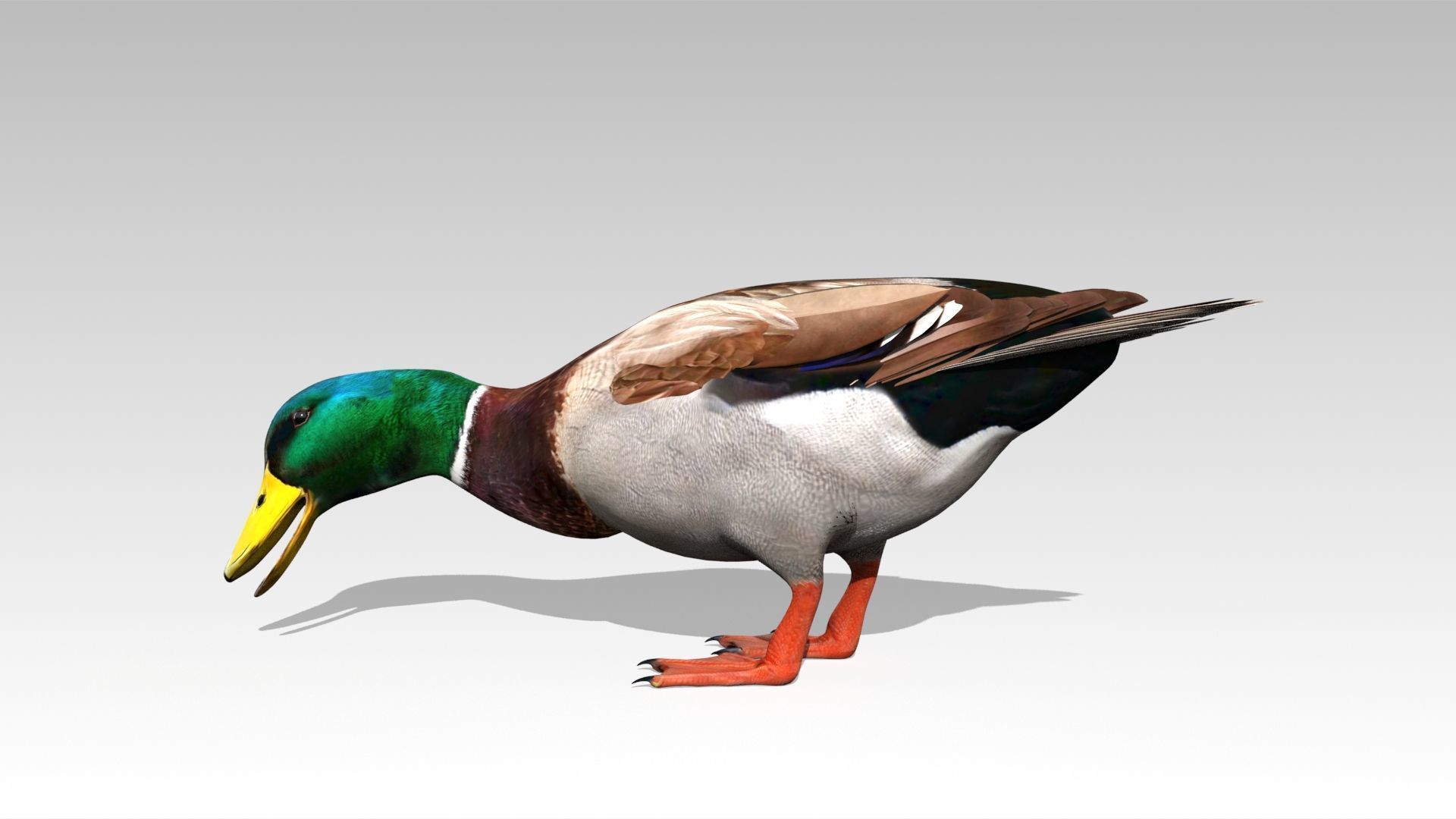 Mallard Duck Low-poly 3D model_3