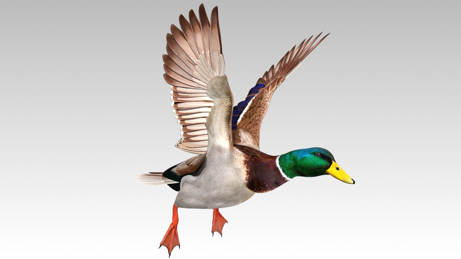 Mallard Duck Low-poly 3D model_9