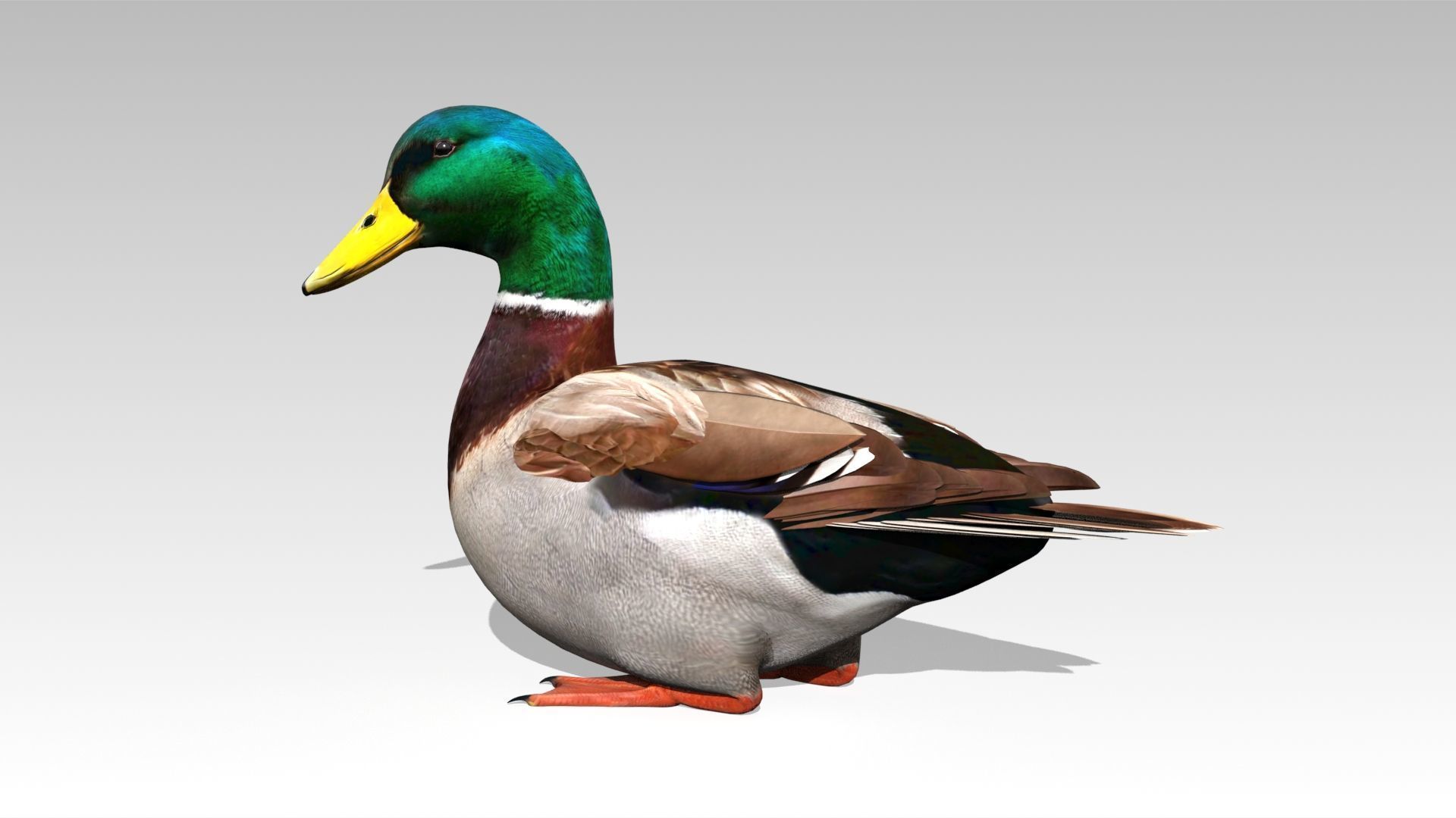 Mallard Duck Low-poly 3D model_4
