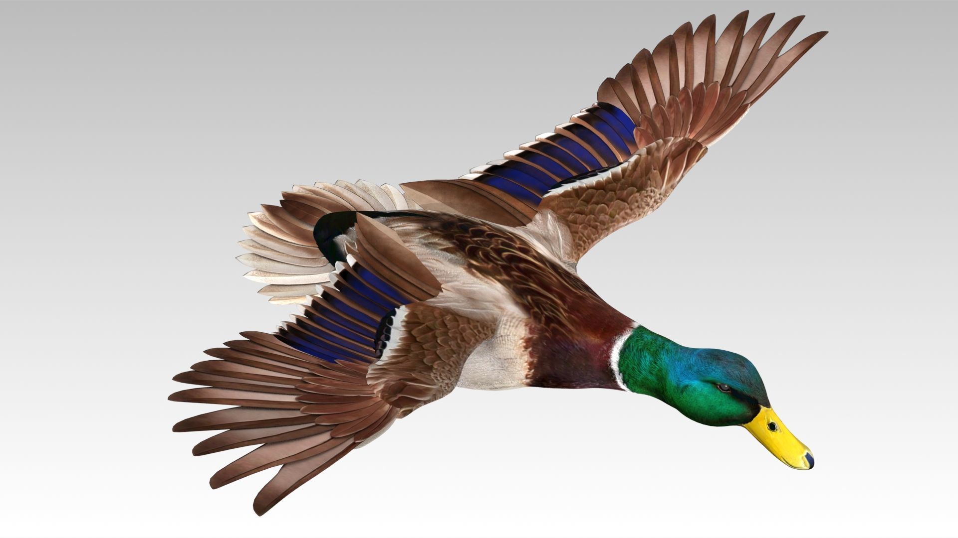 Mallard Duck Low-poly 3D model_12