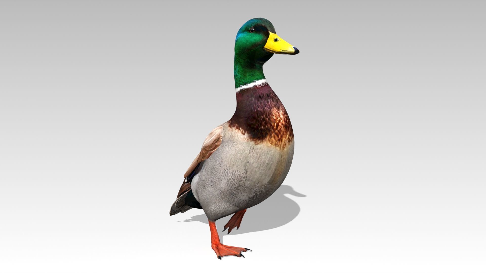 Mallard Duck Low-poly 3D model_5