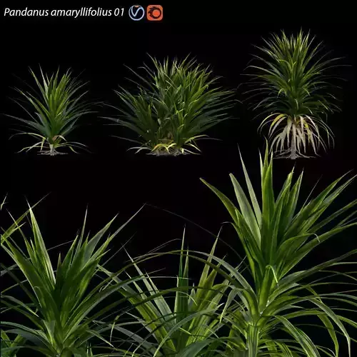 Pandanus amaryllifolius -  Pandan leaves -  Edible pandan 01 3D model