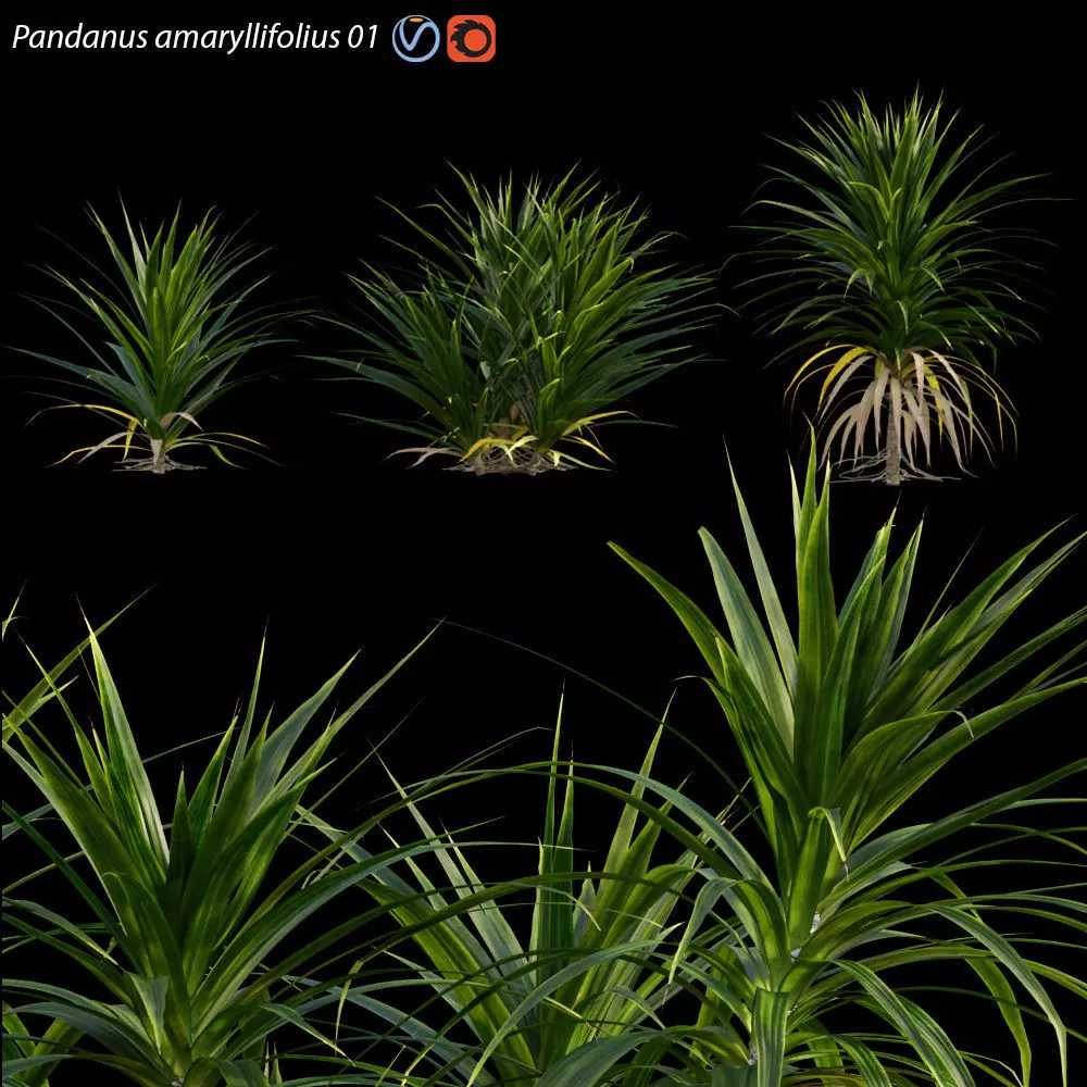 Pandanus amaryllifolius -  Pandan leaves -  Edible pandan 01 3D model_0