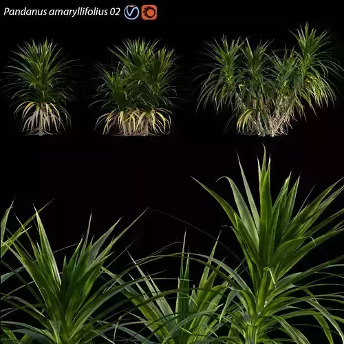 Pandanus amaryllifolius - Pandan leaves - Edible pandan 02 3D model