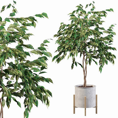 Ficus benjamina 3D model