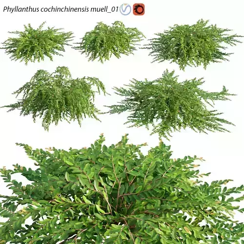 Phyllanthus cochinchinensis muell  01