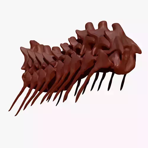 Dinosaur Giganotosaurus Neck Set Skeletons