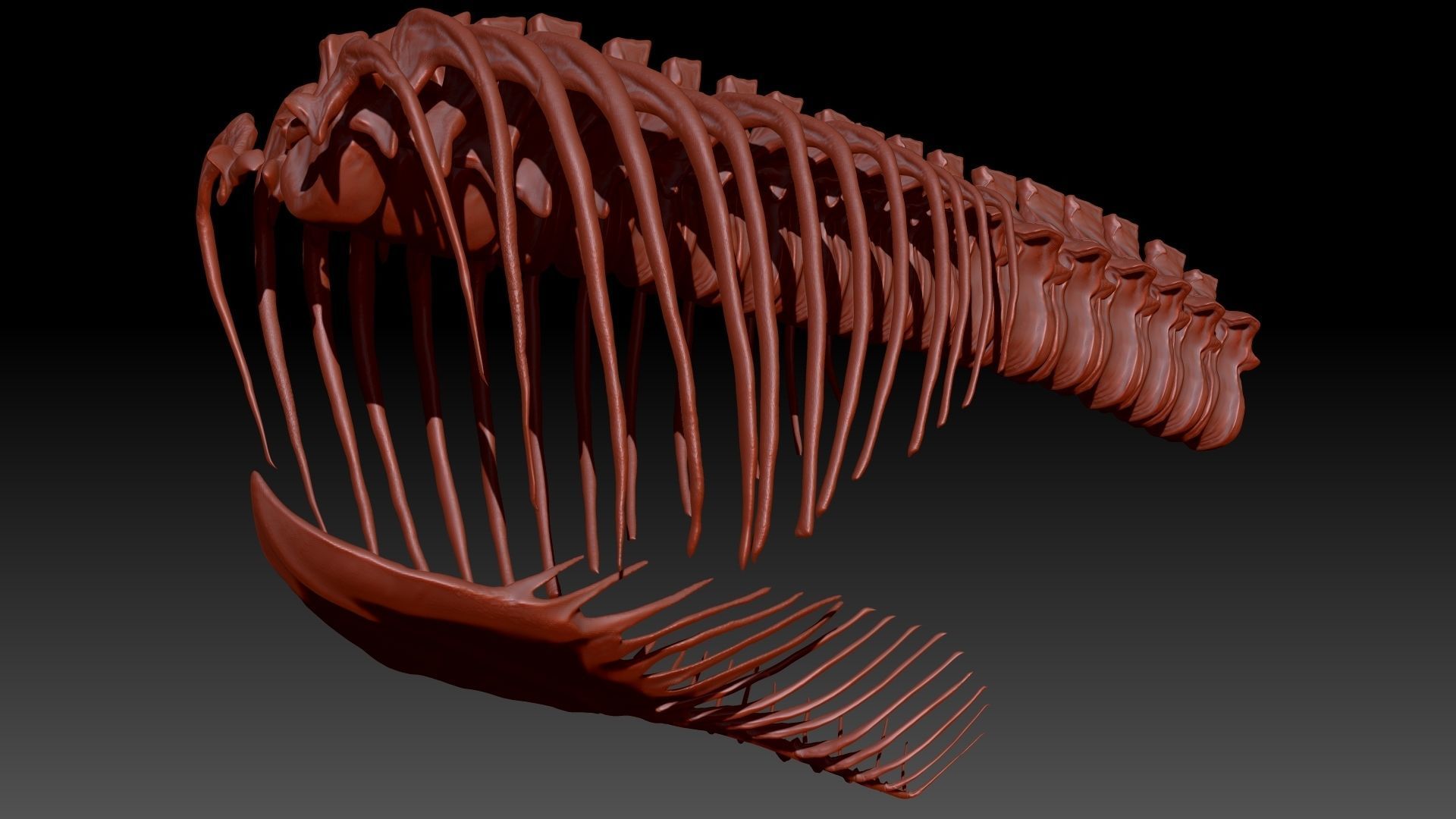 Dinosaur Giganotosaurus Rib Set Skeletons 3D model_3