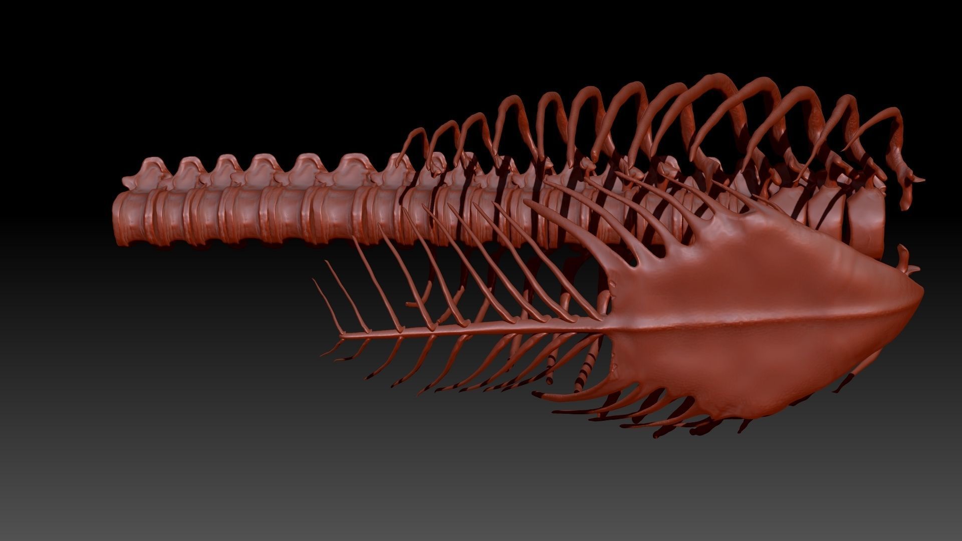 Dinosaur Giganotosaurus Rib Set Skeletons 3D model_5