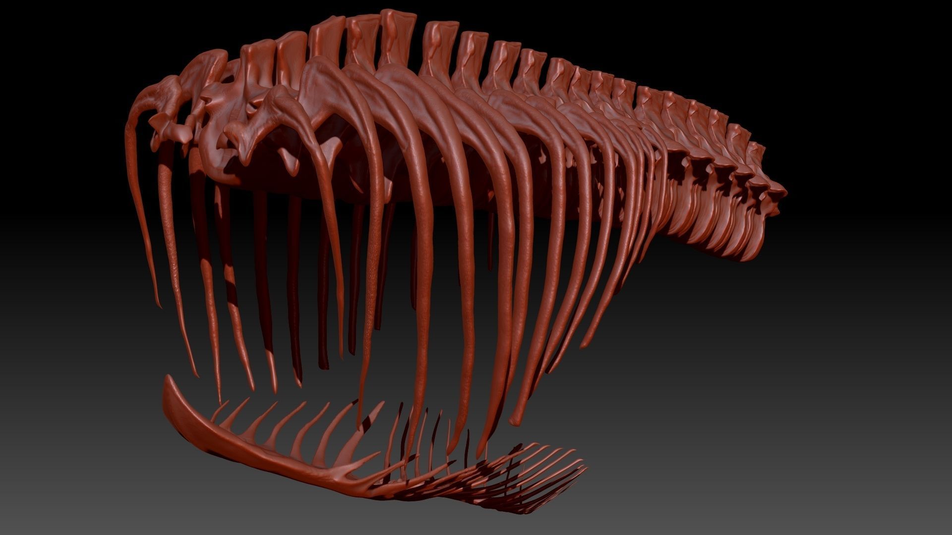 Dinosaur Giganotosaurus Rib Set Skeletons 3D model_6