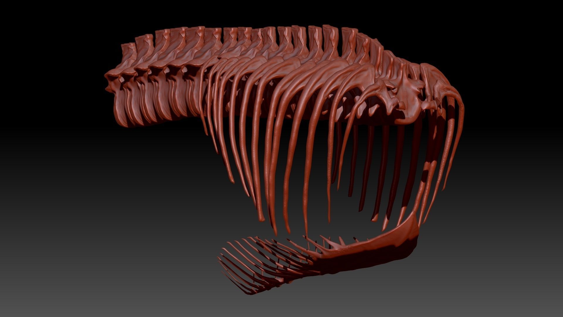 Dinosaur Giganotosaurus Rib Set Skeletons 3D model_2