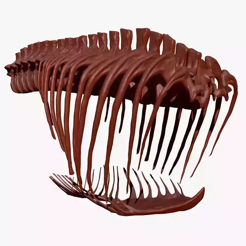 Dinosaur Giganotosaurus Rib Set Skeletons