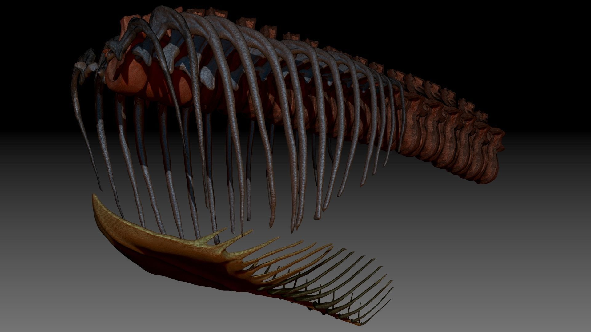 Dinosaur Giganotosaurus Rib Set Skeletons 3D model_4