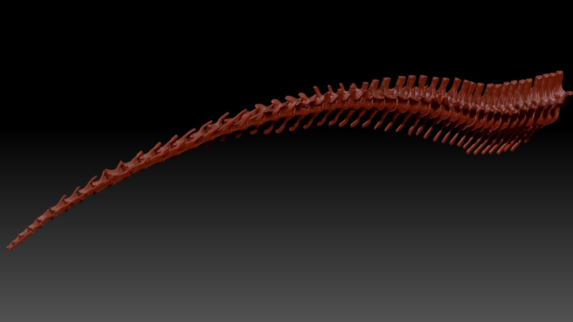 Dinosaur Giganotosaurus Tail Set Skeletons 3D model_4