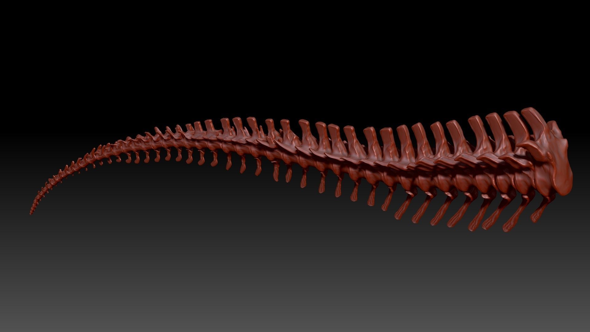 Dinosaur Giganotosaurus Tail Set Skeletons 3D model_5