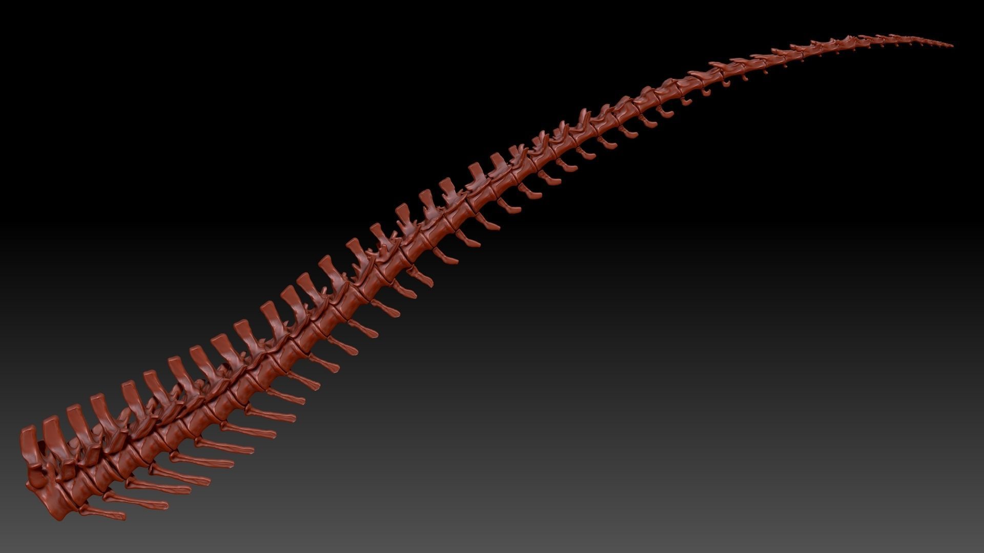 Dinosaur Giganotosaurus Tail Set Skeletons 3D model_2
