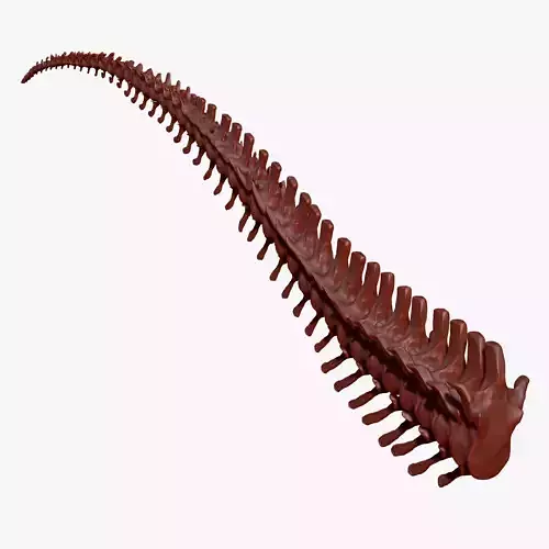 Dinosaur Giganotosaurus Tail Set Skeletons