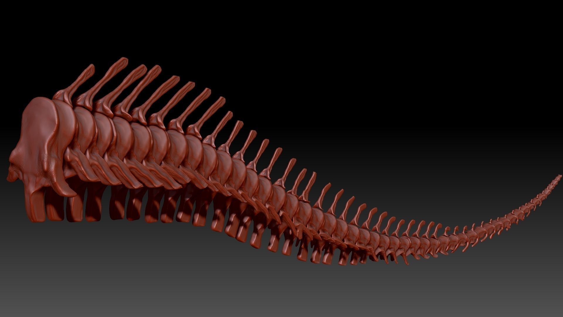 Dinosaur Giganotosaurus Tail Set Skeletons 3D model_1