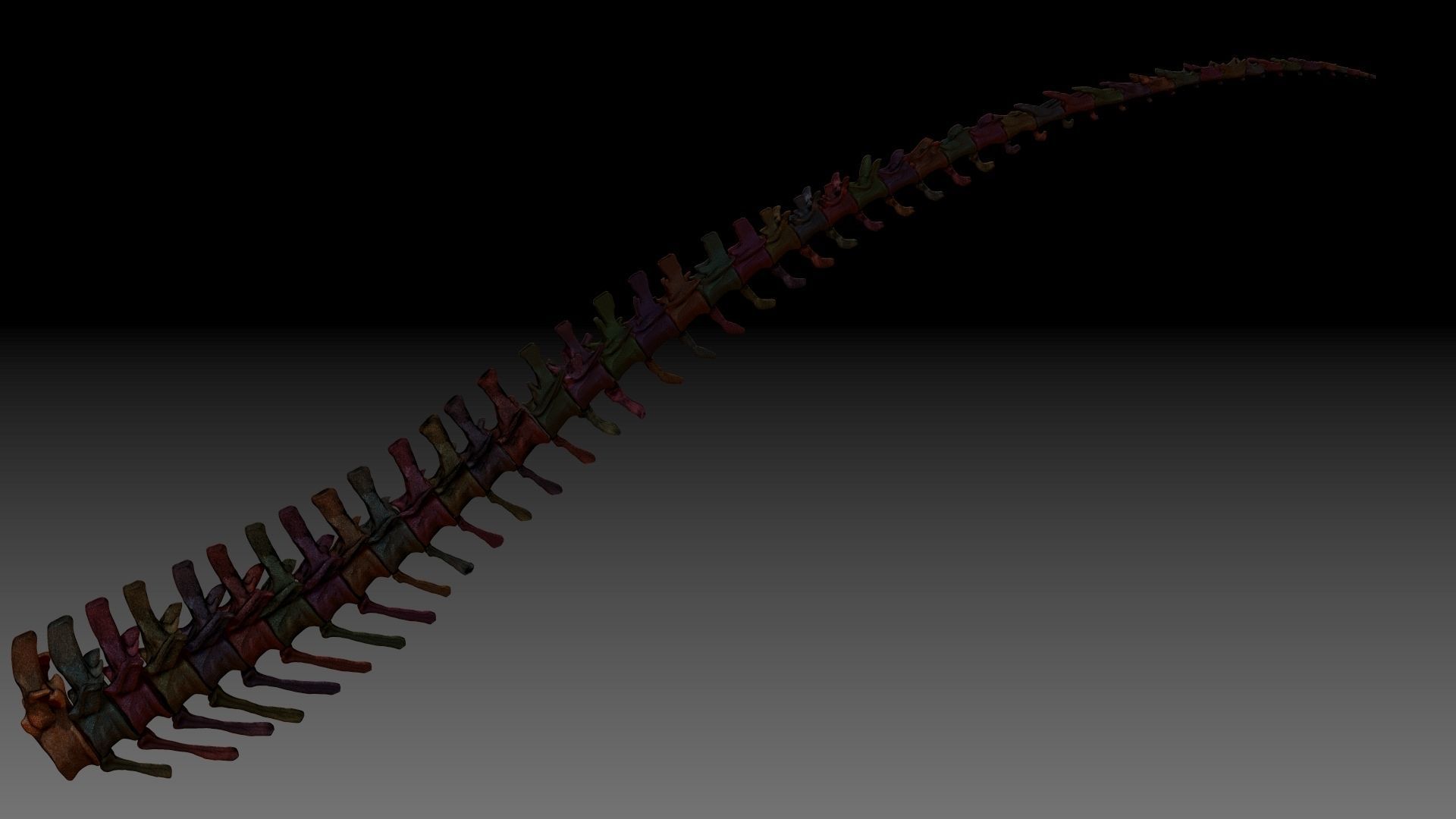 Dinosaur Giganotosaurus Tail Set Skeletons 3D model_3