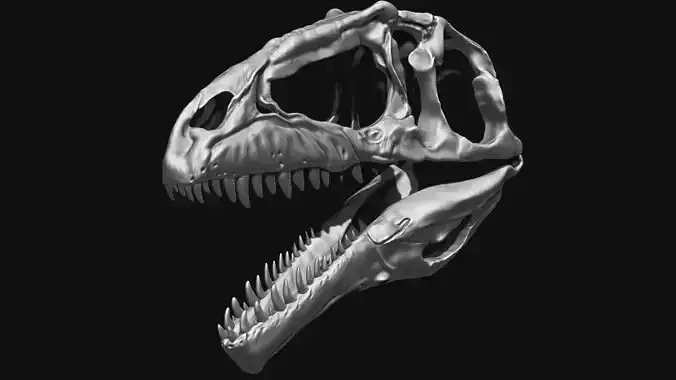 Giganotosaurus Skull Set Skeletons