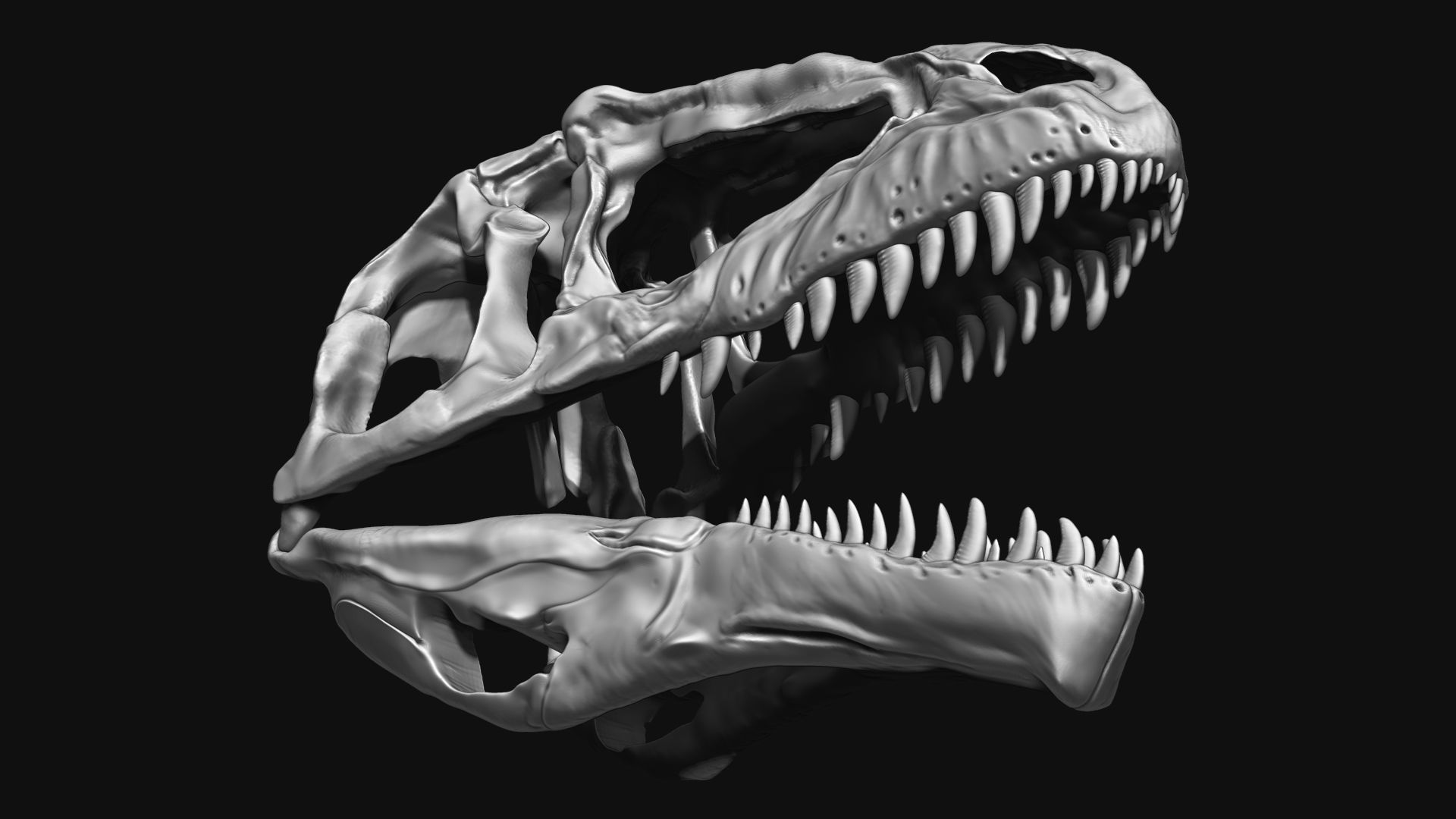 Giganotosaurus Skull Set Skeletons 3D model_3