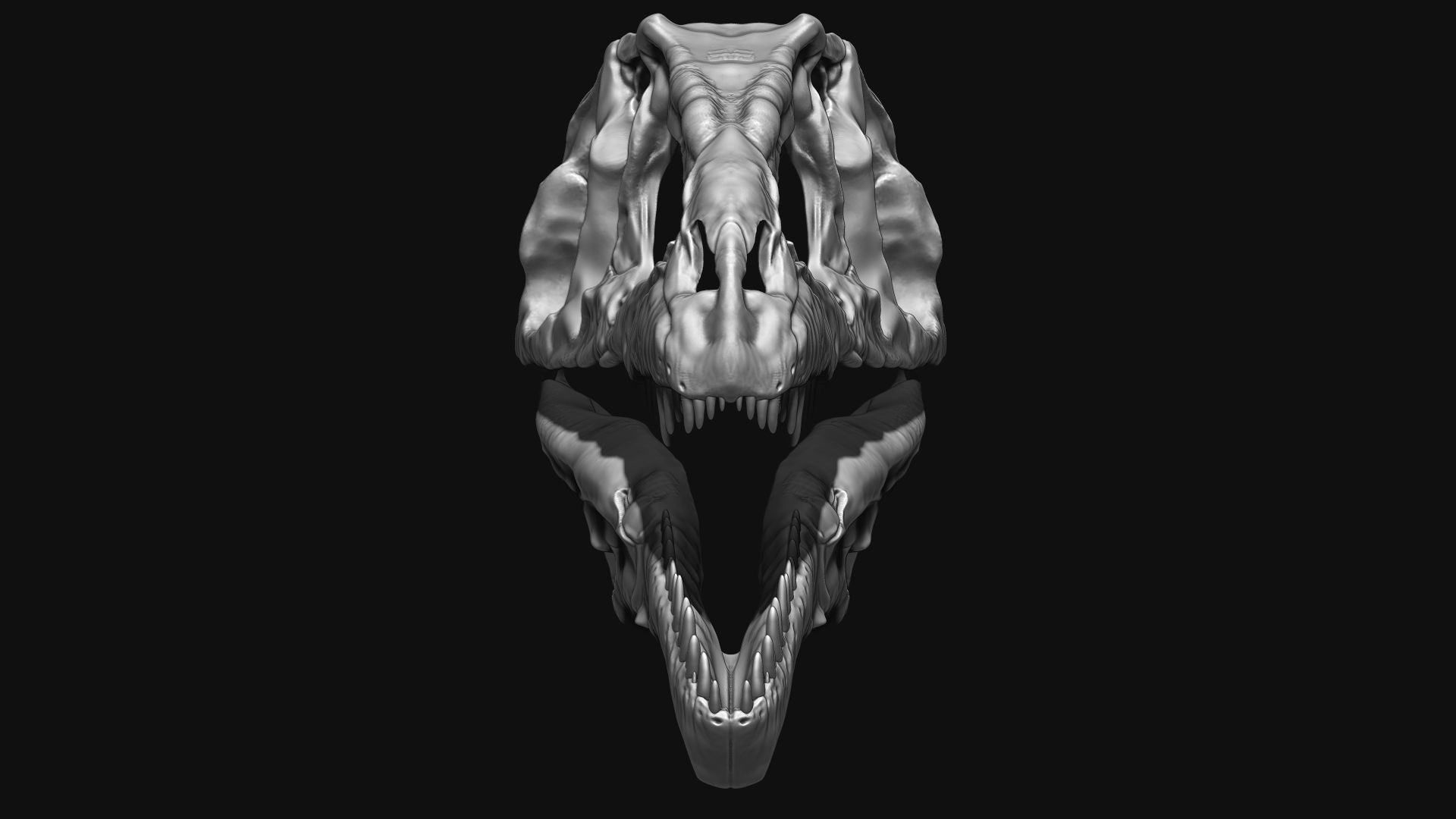 Giganotosaurus Skull Set Skeletons 3D model_2