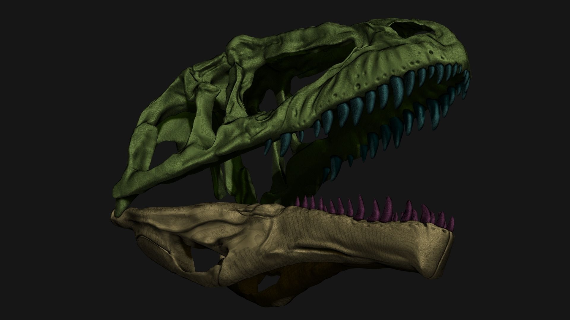 Giganotosaurus Skull Set Skeletons 3D model_4
