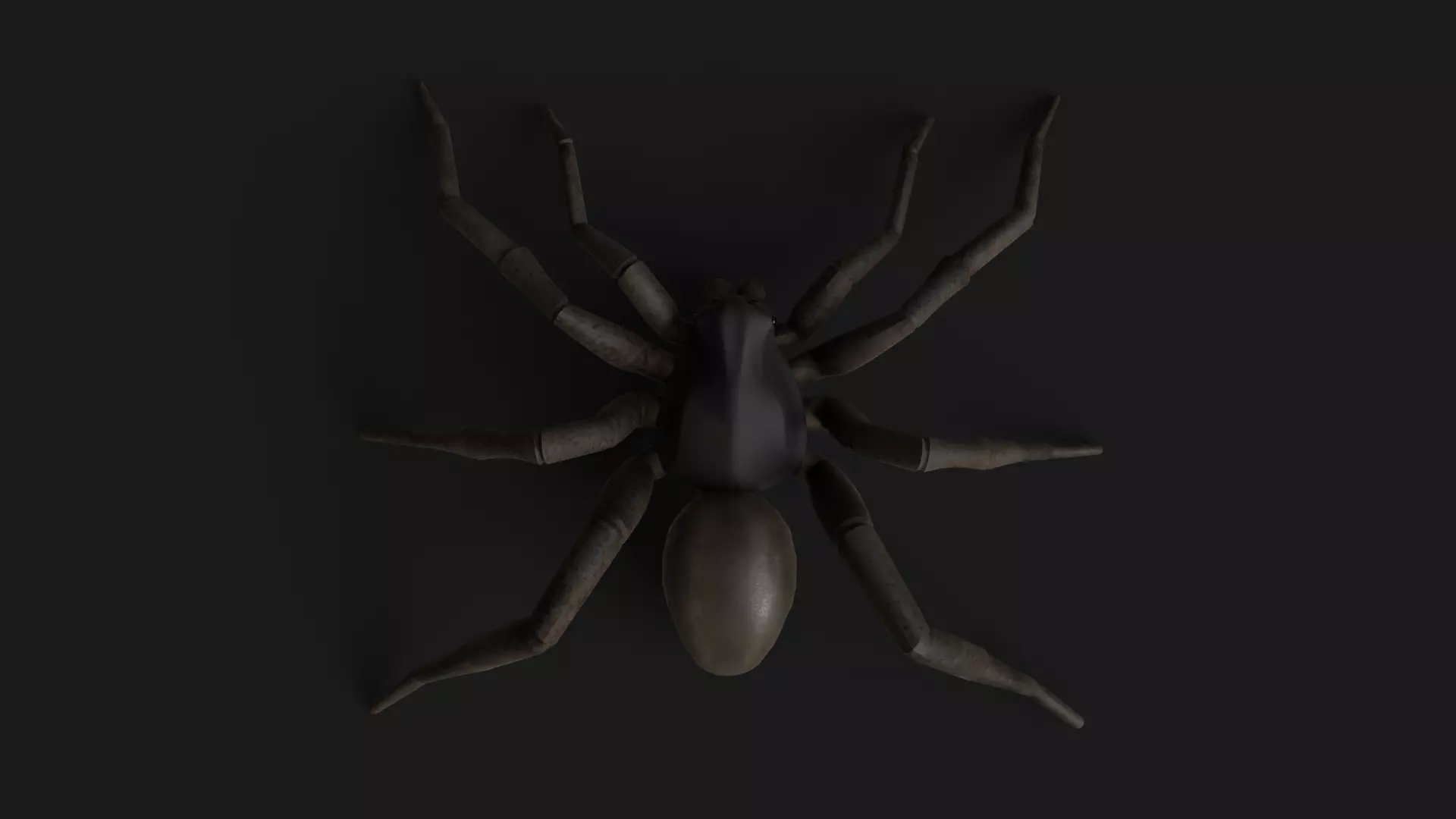 Wolf Spider Low-poly 3D model